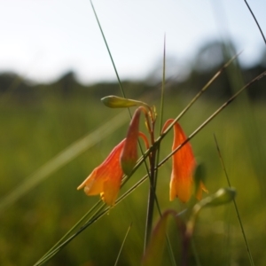 Blandfordia grandiflora at Brunswick Heads, NSW - suppressed