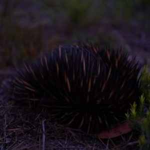 Tachyglossus aculeatus at Brunswick Heads, NSW - 19 Jan 2024 07:00 PM