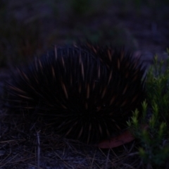 Tachyglossus aculeatus at Brunswick Heads, NSW - 19 Jan 2024