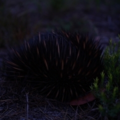Tachyglossus aculeatus at Brunswick Heads, NSW - 19 Jan 2024 07:00 PM