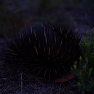 Tachyglossus aculeatus at Brunswick Heads, NSW - 19 Jan 2024