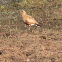 Stiltia isabella (Australian Pratincole) at Knuckey Lagoon, NT - 12 Jul 2024 by BenW