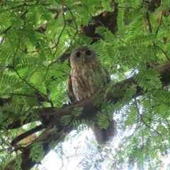 Ninox connivens (Barking Owl) at The Gardens, NT - 12 Jul 2024 by BenW