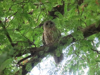 Ninox connivens (Barking Owl) at The Gardens, NT - 12 Jul 2024 by BenW