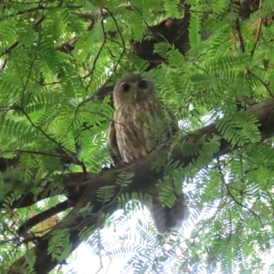 Ninox connivens (Barking Owl) at The Gardens, NT - 12 Jul 2024 by BenW