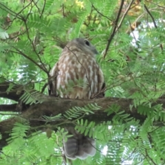 Ninox connivens at The Gardens, NT - suppressed