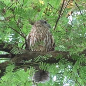 Ninox connivens at The Gardens, NT - 13 Jul 2024