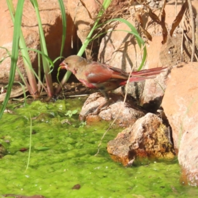 Neochmia phaeton (Crimson Finch) at The Gardens, NT - 13 Jul 2024 by BenW