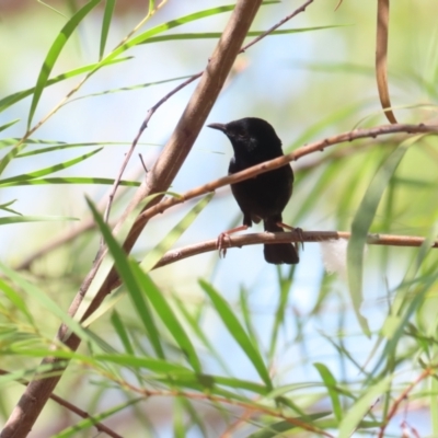 Malurus melanocephalus (Red-backed Fairywren) at Kakadu, NT - 12 Jul 2024 by BenW