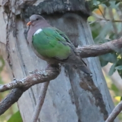 Chalcophaps longirostris (Pacific Emerald Dove) at Kakadu, NT - 12 Jul 2024 by BenW