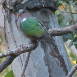 Chalcophaps longirostris at Kakadu, NT - 12 Jul 2024