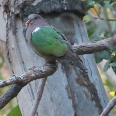 Chalcophaps longirostris (Pacific Emerald Dove) at Kakadu, NT - 12 Jul 2024 by BenW