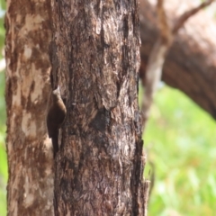 Climacteris melanurus (Black-tailed Treecreeper) at Kakadu, NT - 11 Jul 2024 by BenW