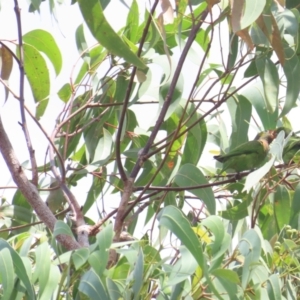 Psitteuteles versicolor at Kakadu, NT - 11 Jul 2024