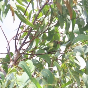 Psitteuteles versicolor at Kakadu, NT - 11 Jul 2024