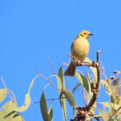 Ptilotula flavescens (Yellow-tinted Honeyeater) at Manbulloo, NT - 11 Jul 2024 by BenW