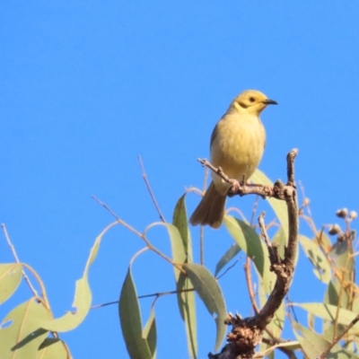 Ptilotula flavescens (Yellow-tinted Honeyeater) at Manbulloo, NT - 11 Jul 2024 by BenW