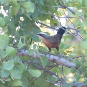 Pomoatostomus temporalis rubeculus at Manbulloo, NT - 11 Jul 2024