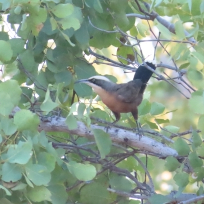 Pomatostomus temporalis rubeculus (Grey-crowned Babbler) at Manbulloo, NT - 11 Jul 2024 by BenW