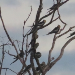 Nymphicus hollandicus (Cockatiel) at Manbulloo, NT - 10 Jul 2024 by BenW