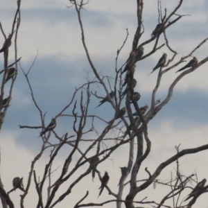 Nymphicus hollandicus at Manbulloo, NT - 11 Jul 2024