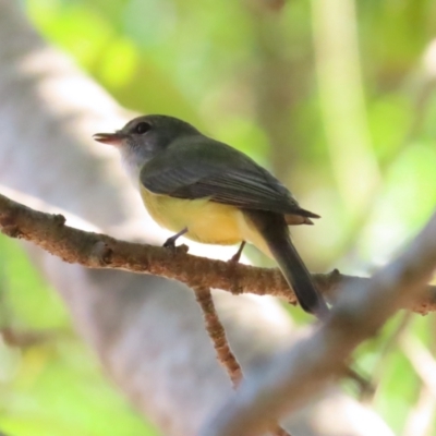 Microeca flavigaster (Lemon-bellied Flycatcher) at Fannie Bay, NT - 10 Jul 2024 by BenW