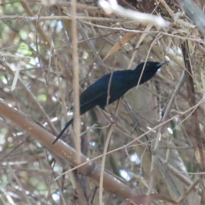 Myiagra alecto (Shining Flycatcher) at Lake Bennett, NT - 10 Jul 2024 by BenW