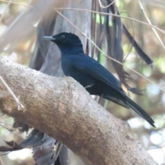 Myiagra alecto at Lake Bennett, NT - 10 Jul 2024