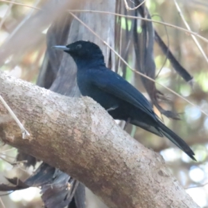 Myiagra alecto at Lake Bennett, NT - 10 Jul 2024 12:10 PM