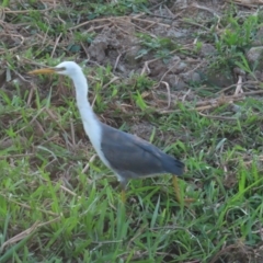 Egretta picata (Pied Heron) at Kakadu, NT - 11 Jul 2024 by BenW