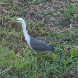Egretta picata at Kakadu, NT - 11 Jul 2024 06:18 PM