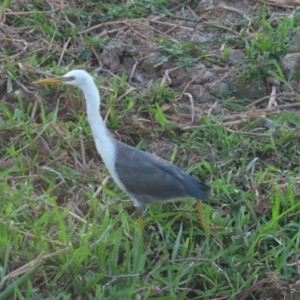 Egretta picata at Kakadu, NT - 11 Jul 2024 06:18 PM