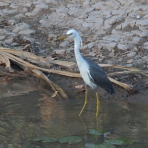 Egretta picata at Kakadu, NT - 11 Jul 2024 06:18 PM