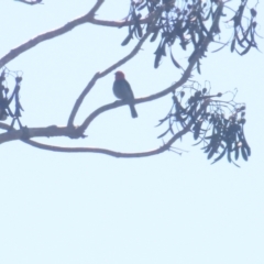 Myzomela erythrocephala (Red-headed Honeyeater) at Lee Point, NT - 13 Jul 2024 by BenW