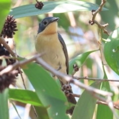 Myiagra ruficollis (Broad-billed Flycatcher) at Kakadu, NT - 12 Jul 2024 by BenW