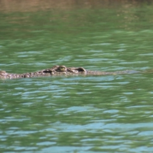 Crocodylus porosus at Buffalo Creek, NT - 13 Jul 2024 11:50 AM