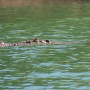 Crocodylus porosus at Buffalo Creek, NT - 13 Jul 2024