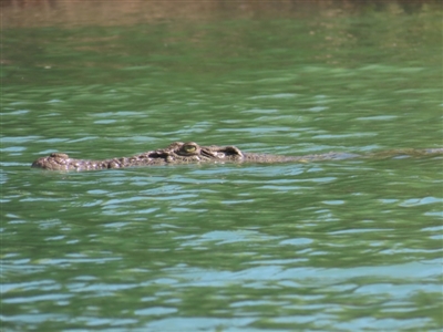 Crocodylus porosus (Saltwater Crocodile, Estuarine Crocodile) at Buffalo Creek, NT - 13 Jul 2024 by BenW