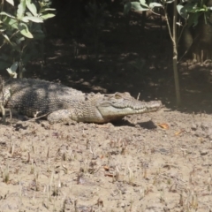 Crocodylus porosus at Buffalo Creek, NT - 13 Jul 2024