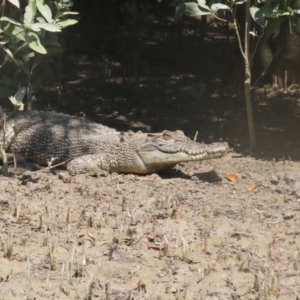 Crocodylus porosus at Buffalo Creek, NT - 13 Jul 2024 11:50 AM