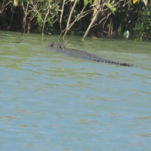 Crocodylus porosus at Buffalo Creek, NT - 13 Jul 2024 11:50 AM