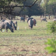 Bubalus bubalis (Feral Water Buffalo) at Kakadu, NT - 11 Jul 2024 by BenW