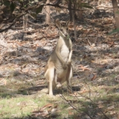 Macropus agilis (Agile Wallaby) at Kakadu, NT - 11 Jul 2024 by BenW