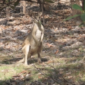 Macropus agilis at Kakadu, NT - 11 Jul 2024 03:09 PM