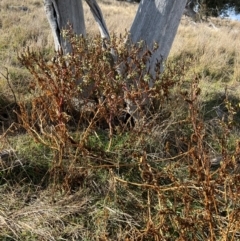 Phytolacca octandra (Inkweed) at Kenny, ACT - 14 Jul 2024 by RangerRiley