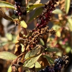 Phytolacca octandra at Kenny, ACT - 14 Jul 2024