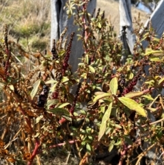 Phytolacca octandra at Kenny, ACT - 14 Jul 2024