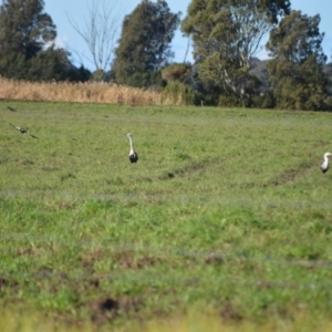 Ardea pacifica at Pyree, NSW - 16 Jul 2024 02:23 AM