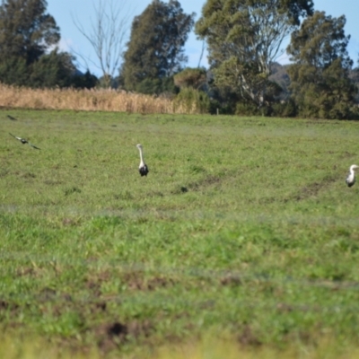 Ardea pacifica (White-necked Heron) at Pyree, NSW - 15 Jul 2024 by plants