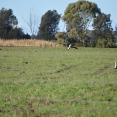 Ardea pacifica at Pyree, NSW - 16 Jul 2024